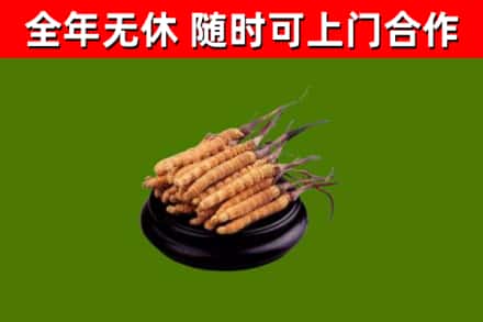罗城回收散虫草