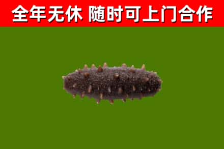 罗城回收海参干